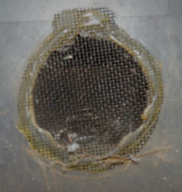 live cricket side vent
