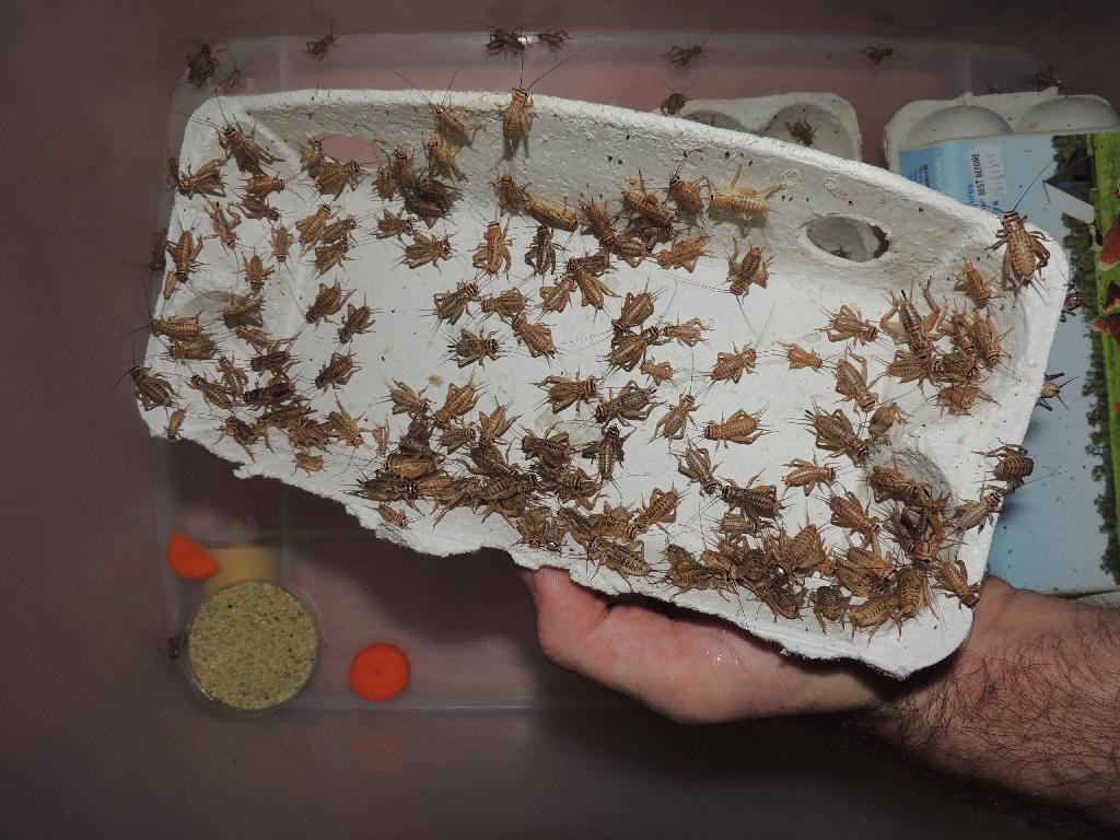 live-crickets-on-egg-carton
